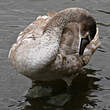 Cygne tuberculé