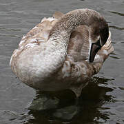 Cygne tuberculé