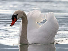 Mute Swan