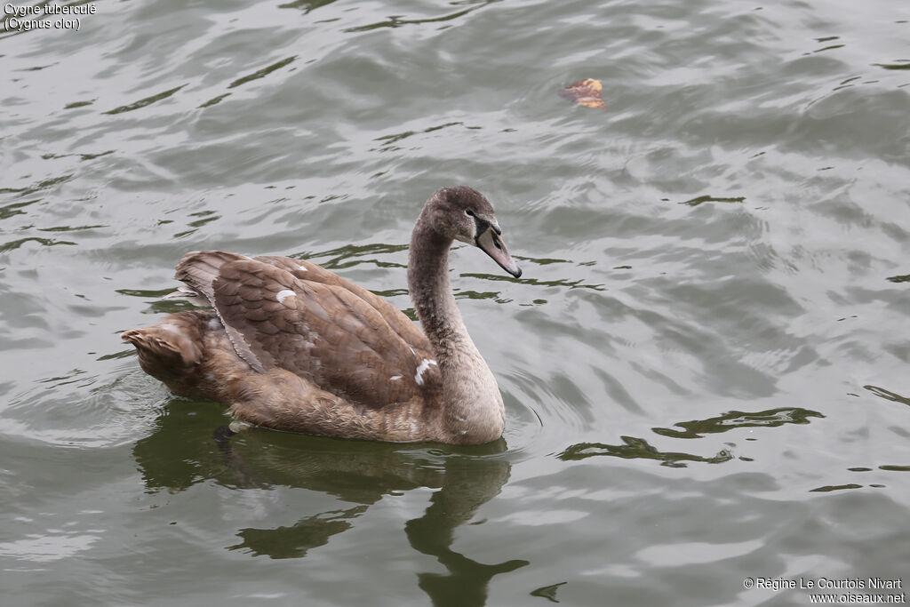 Cygne tuberculéimmature