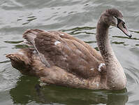 Cygne tuberculé