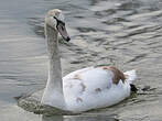 Cygne tuberculé