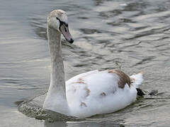 Mute Swan