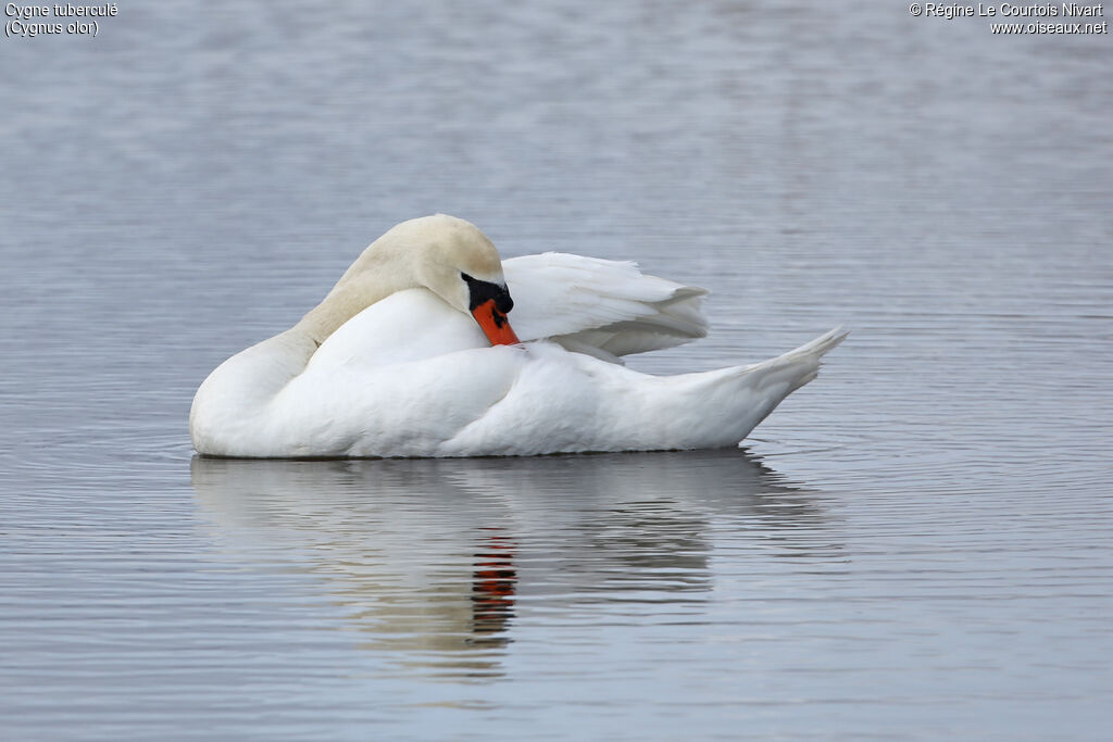 Mute Swan