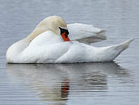 Cygne tuberculé