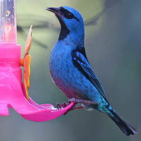 Dacnis bleu