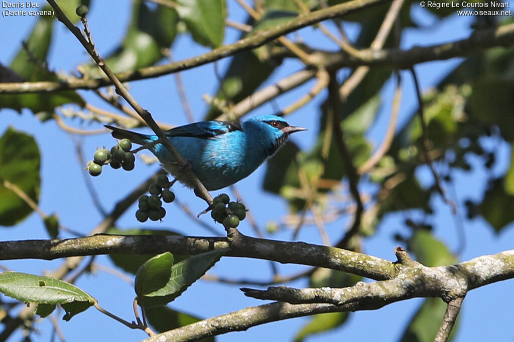 Dacnis bleu