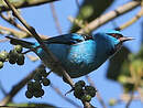 Dacnis bleu