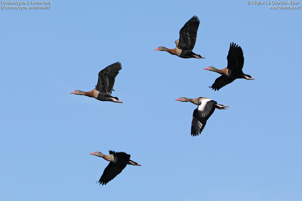 Dendrocygne à ventre noir
