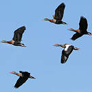 Dendrocygne à ventre noir