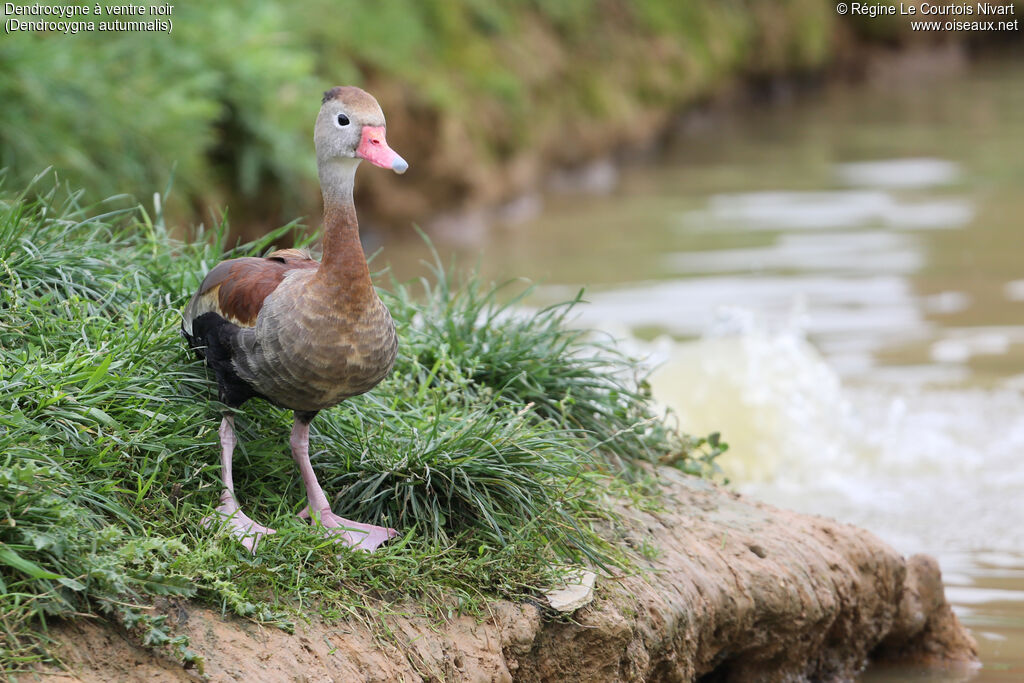 Dendrocygne à ventre noir