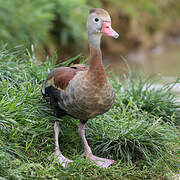 Dendrocygne à ventre noir