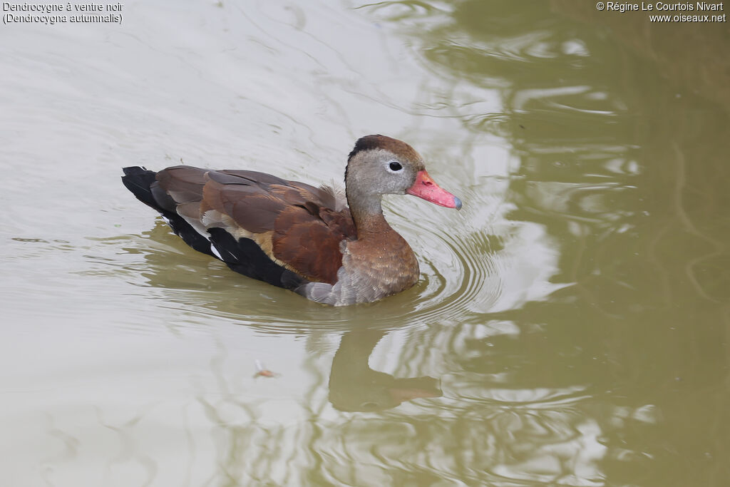 Dendrocygne à ventre noir