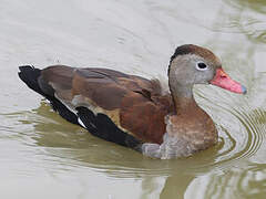 Dendrocygne à ventre noir