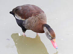 Dendrocygne à ventre noir