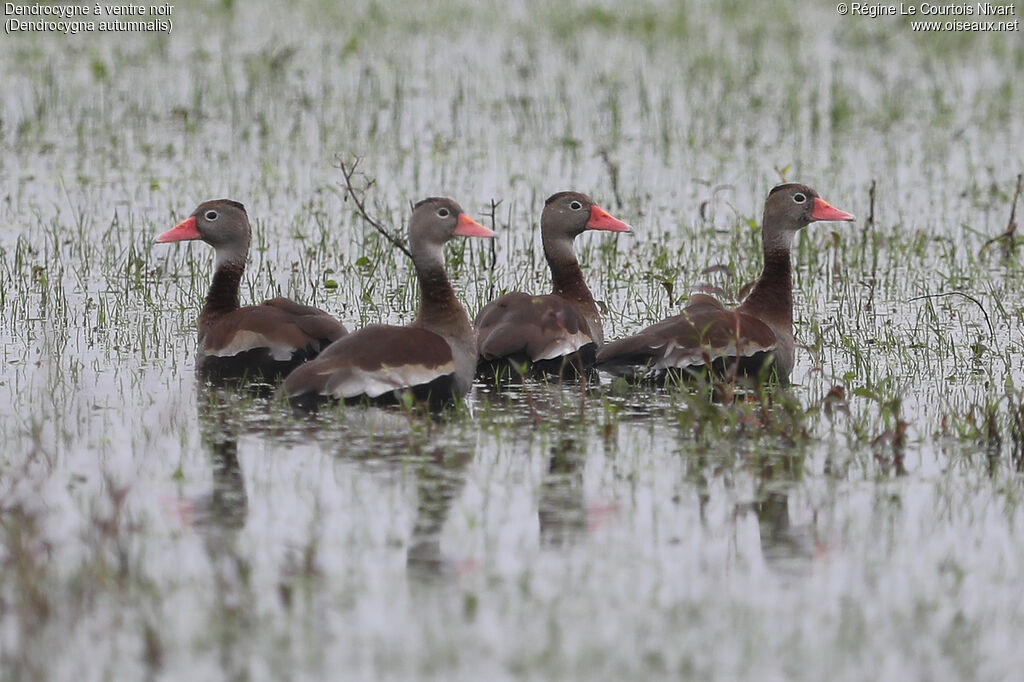 Dendrocygne à ventre noir