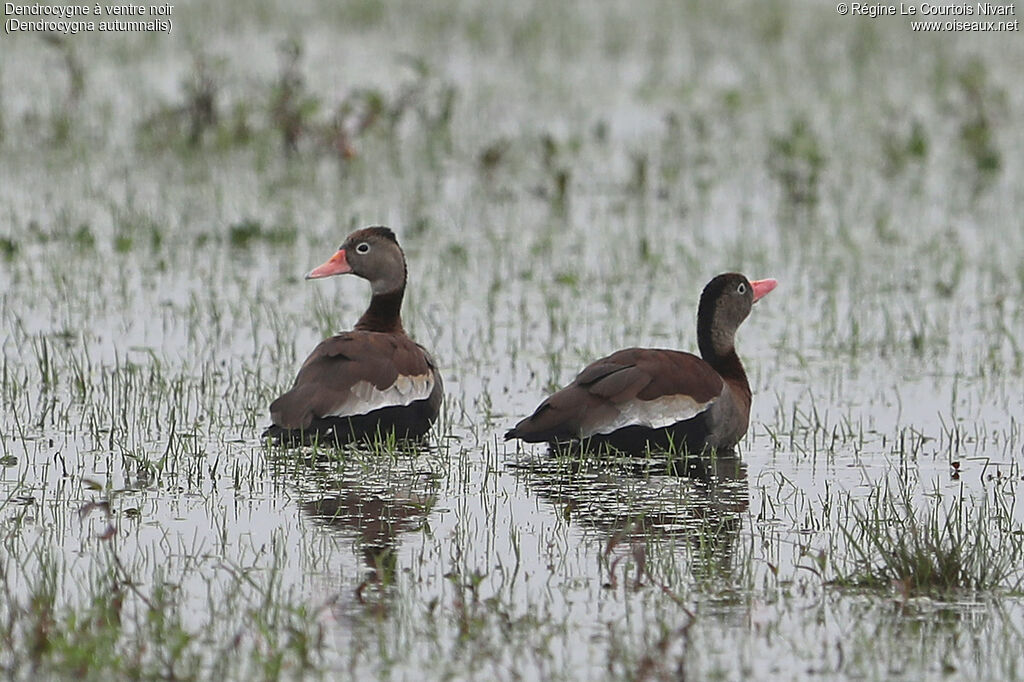 Dendrocygne à ventre noir