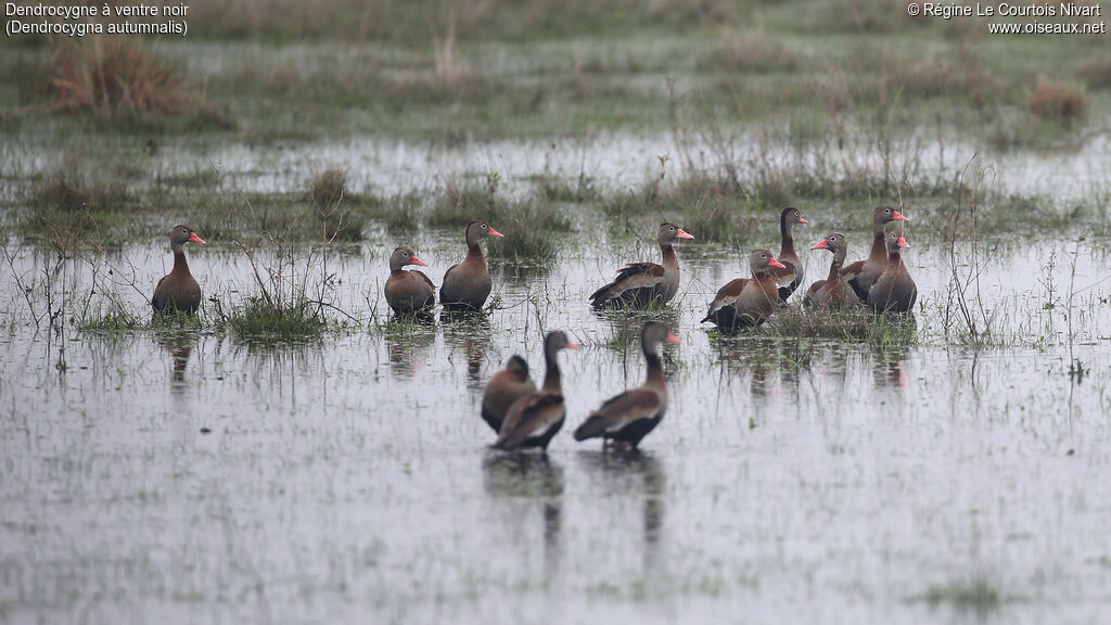 Dendrocygne à ventre noir