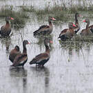 Dendrocygne à ventre noir