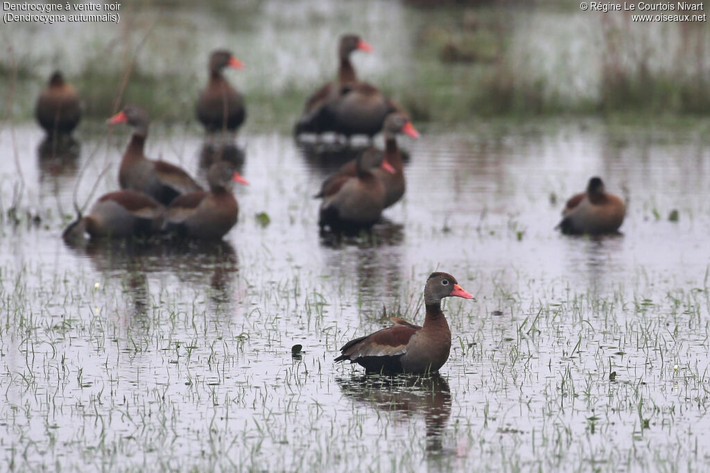 Dendrocygne à ventre noir