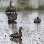 Dendrocygne à ventre noir