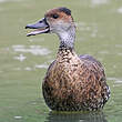 Dendrocygne des Antilles