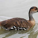 Dendrocygne des Antilles