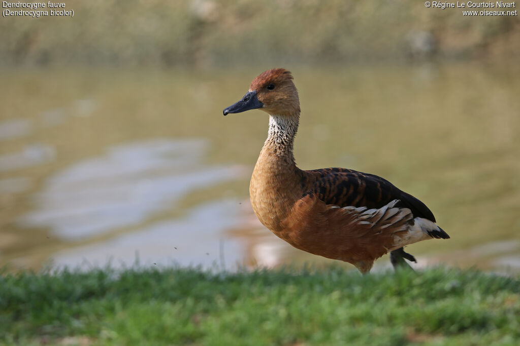 Dendrocygne fauve