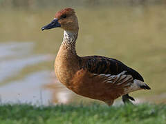 Fulvous Whistling Duck