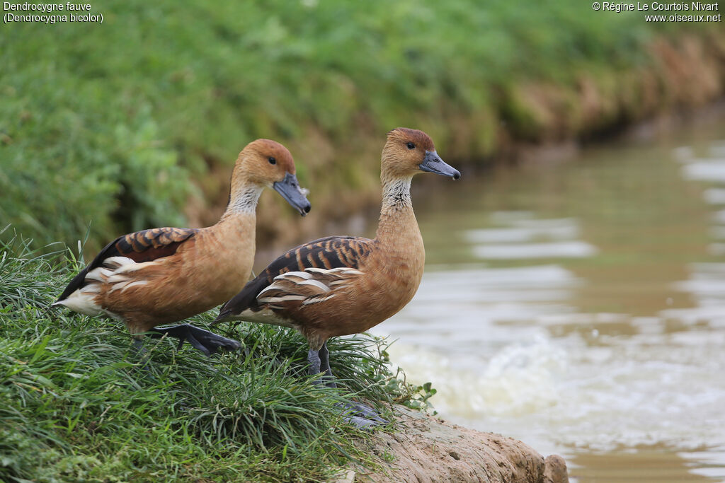 Fulvous Whistling Duck