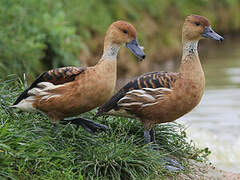 Fulvous Whistling Duck