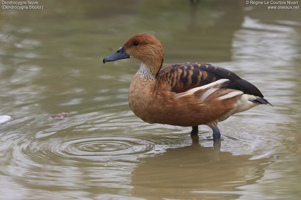 Dendrocygne fauve