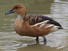 Dendrocygne fauve