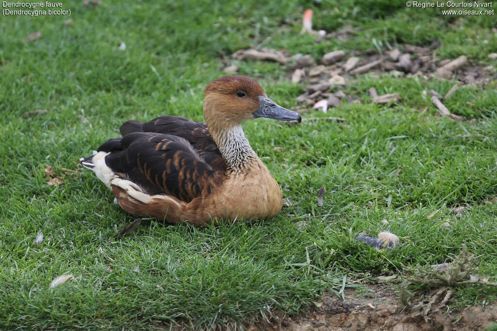 Fulvous Whistling Duck