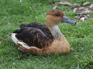 Dendrocygne fauve