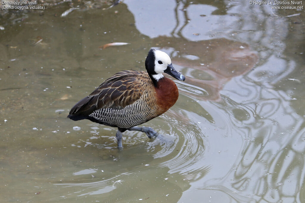 Dendrocygne veuf