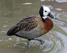 Dendrocygne veuf