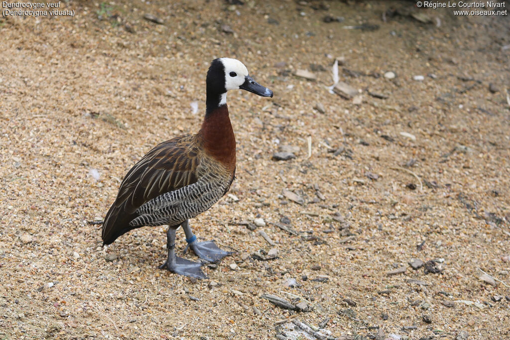 White-faced Whistling Duck