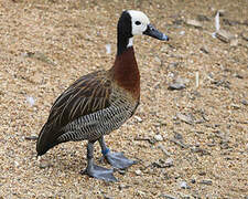 White-faced Whistling Duck