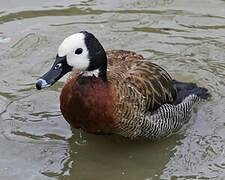 White-faced Whistling Duck