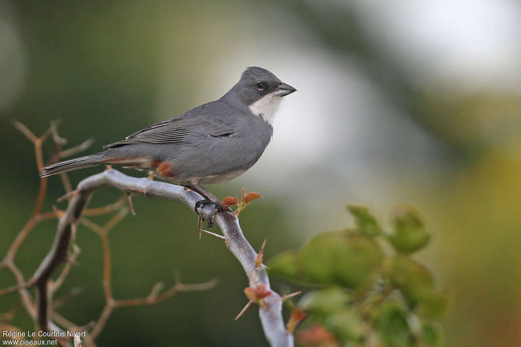 Common Diuca Finchadult, habitat