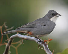 Common Diuca Finch