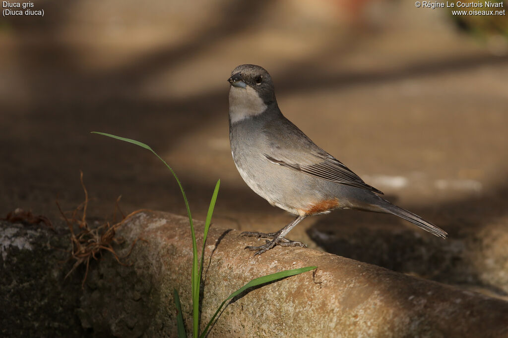 Common Diuca Finch