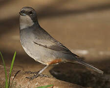 Common Diuca Finch