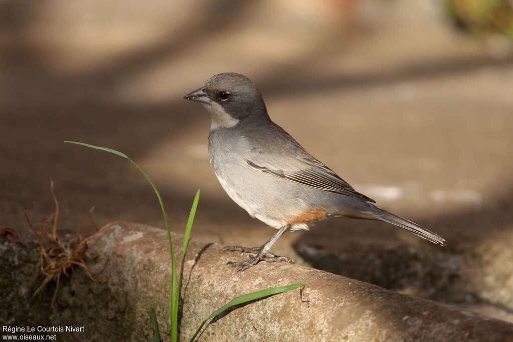 Diuca grisadulte, identification