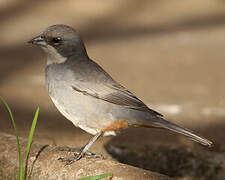 Common Diuca Finch