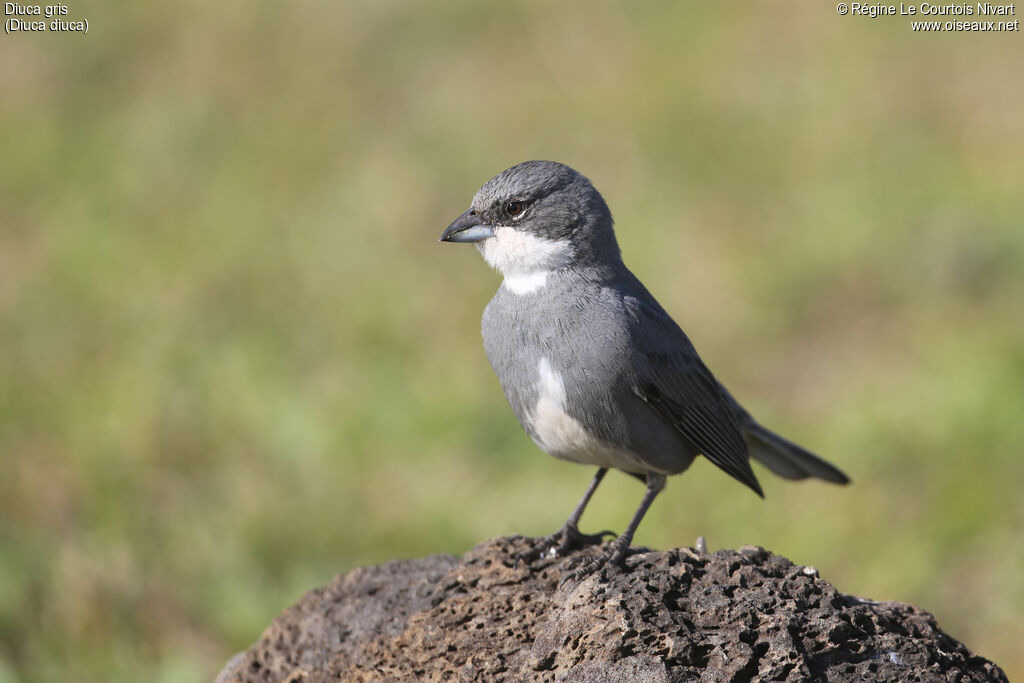 Common Diuca Finch