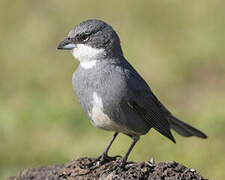 Common Diuca Finch