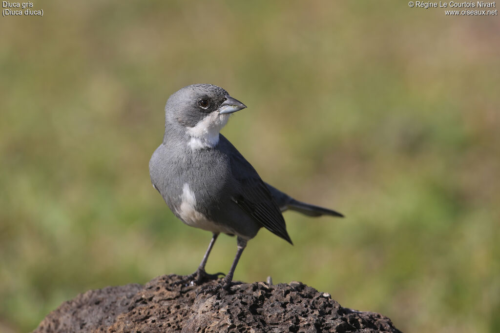 Common Diuca Finch