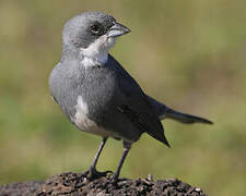 Common Diuca Finch